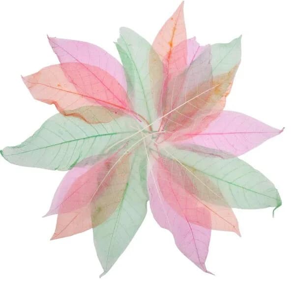 Leaves - Skeleton